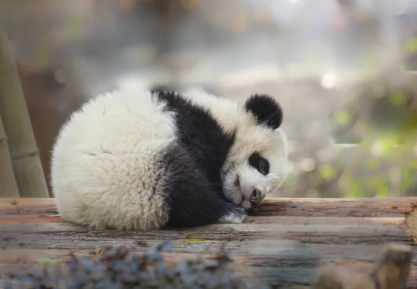 Um bebê panda está dormindo — Fotografia de Stock