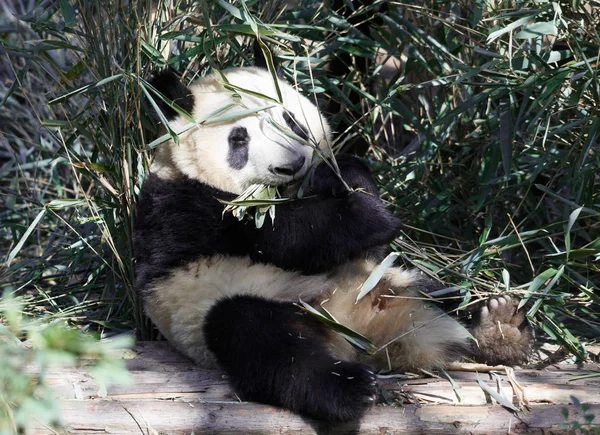 Un panda encantador está comiendo bambú. — Foto de Stock