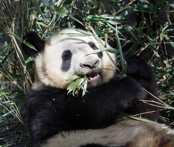 Um lindo panda está comendo bambu — Fotografia de Stock