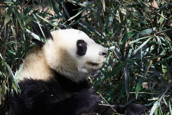 一只可爱的熊猫正在吃竹子 — 图库照片