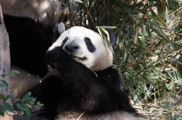 Un panda encantador está comiendo bambú. — Foto de Stock