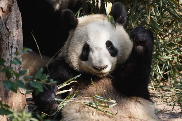 Прекрасная панда ест бамбук — стоковое фото