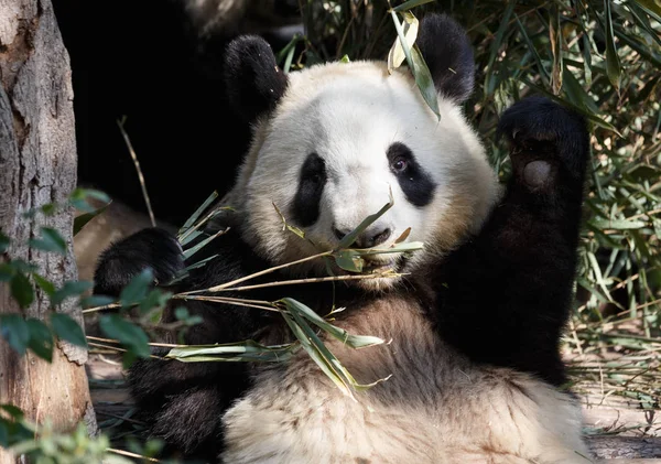 可愛いパンダが竹を食べる — ストック写真