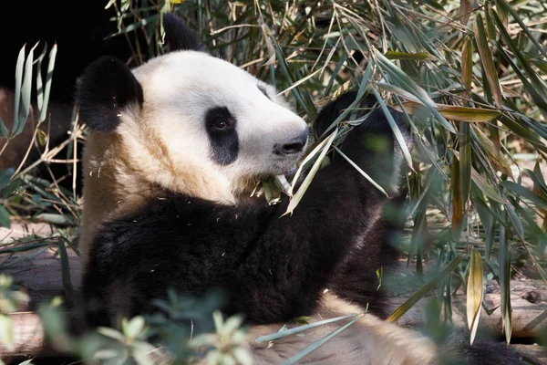 一只可爱的熊猫正在吃竹子 — 图库照片