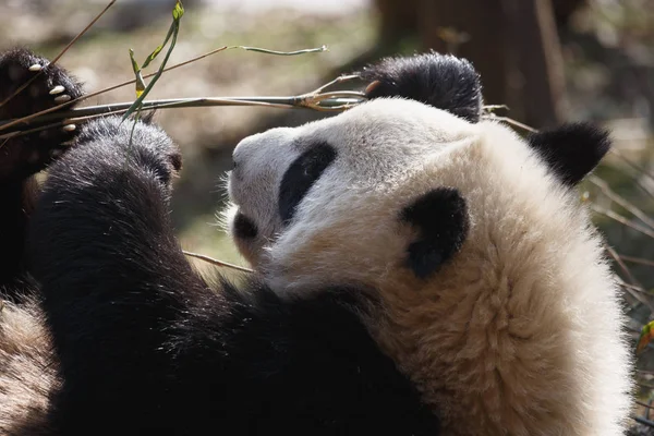 Гигантская панда лежит на земле — стоковое фото
