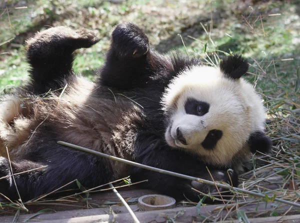 Un panda géant est couché sur le sol — Photo