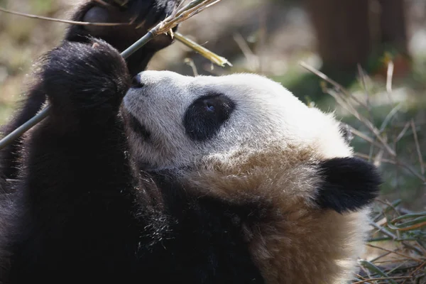 Гигантская панда лежит на земле — стоковое фото