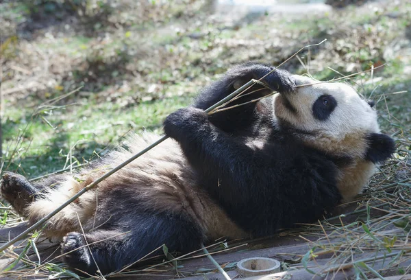 A giant panda is lying on the ground