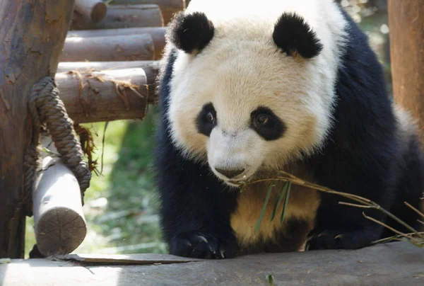一只大熊猫躲在一棵树后面, 好奇地看着前面 — 图库照片
