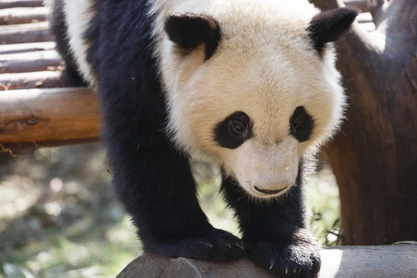 一只可爱的熊猫的头特写 — 图库照片