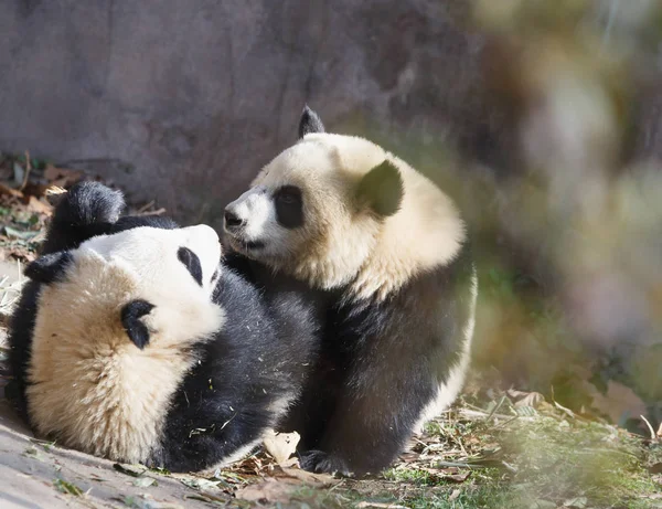 Два детеныша панды играют на земле — стоковое фото