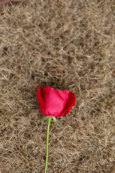 Красная роза на засохшем лугу — стоковое фото