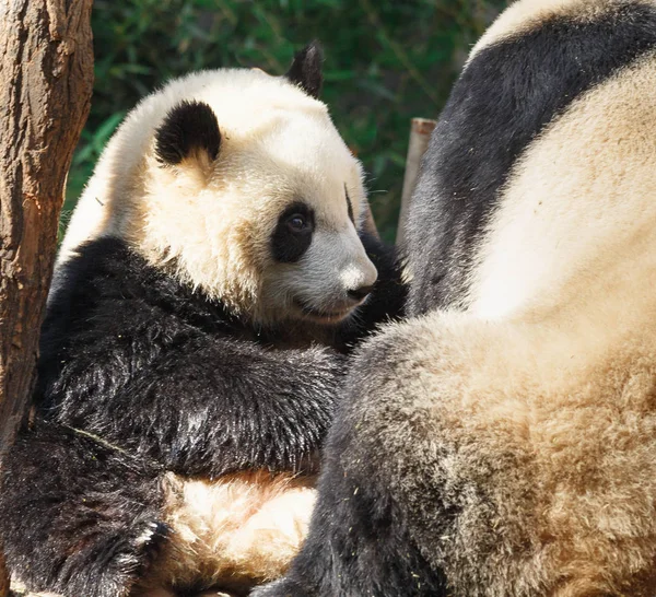 Dvě pandy jsou objímání a dovádějí spolu Stock Fotografie