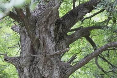 Eski bir büyük ağaç
