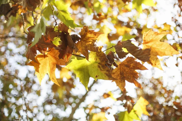 Árboles otoñales, hojas coloridas brillando al sol —  Fotos de Stock