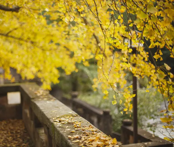 Altın Gingko ve Fallen yaprakları — Stok fotoğraf