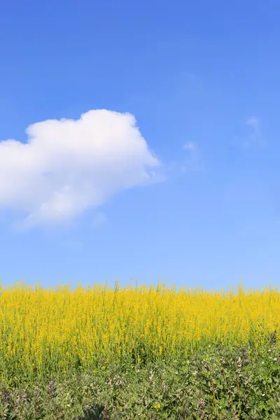 A cor da primavera — Fotografia de Stock