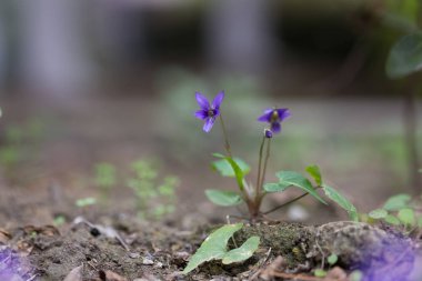vahşi mor çiçekler