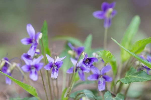 Vilde violette blomster - Stock-foto