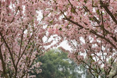 Kızıl kiraz çiçekleri