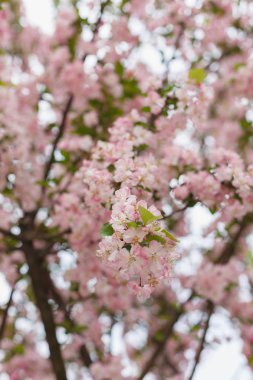 Kızıl kiraz çiçekleri