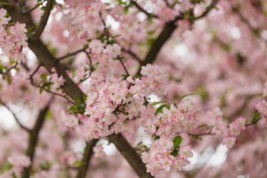 Kızıl kiraz çiçekleri