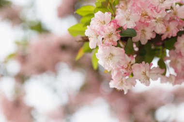 Kızıl kiraz çiçekleri