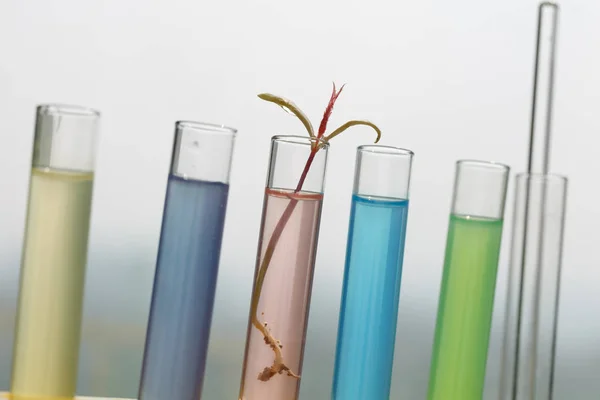 生化学実験風景 — ストック写真