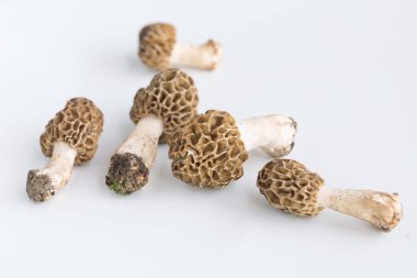 Morel