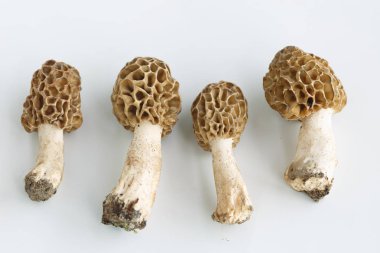 Morel