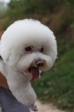 Beyaz beagle