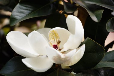 Magnolia grandiflora linn