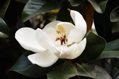 Magnolia grandiflora linn