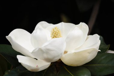 Magnolia grandiflora linn
