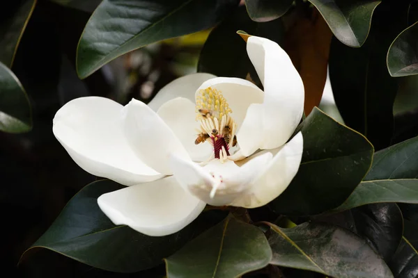 Magnolia grandiflora linn Royalty Free Stock Obrázky