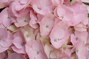 Çiçek açmış ortancalar.