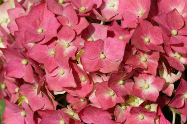 Çiçek açmış ortancalar.