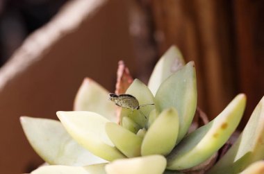 Kelebekler ve Çiçekler