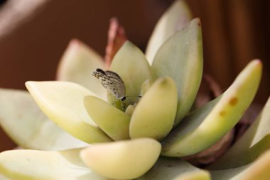 Kelebekler ve Çiçekler