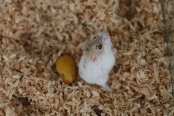 Hamsterartade gnagare — Stockfoto