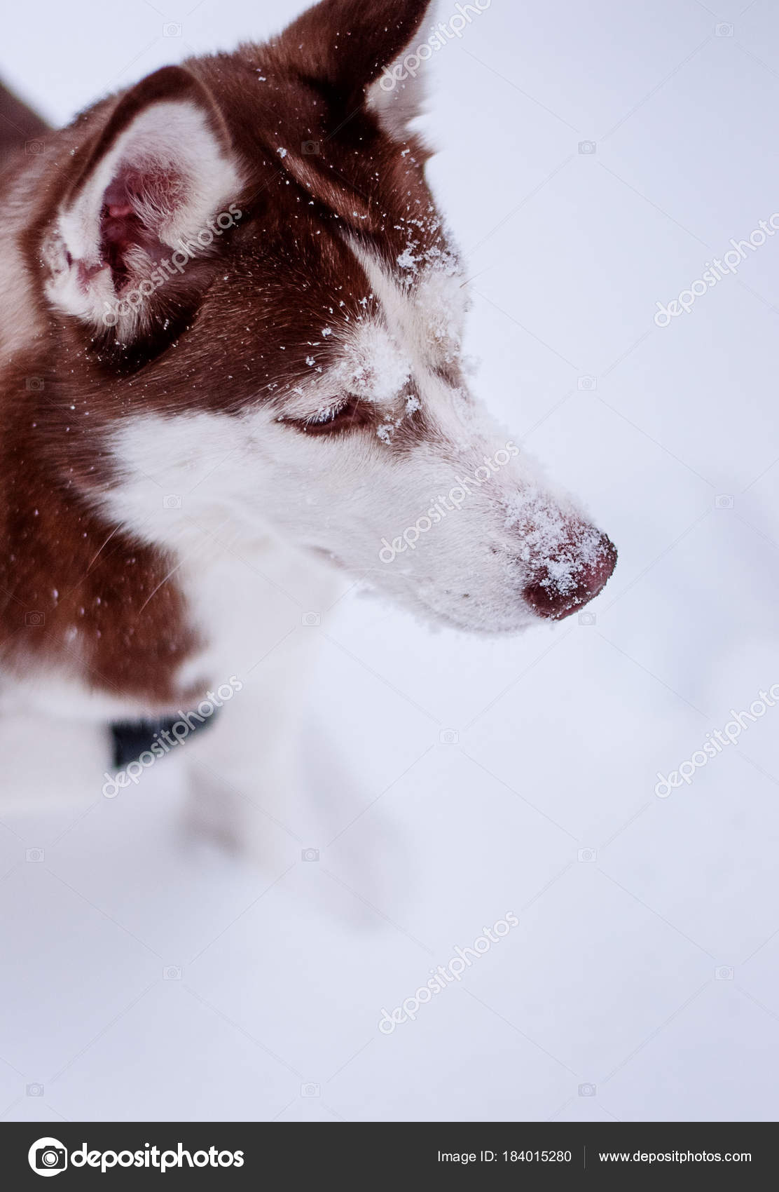 Husky Castanho Neve Stock Photo Goldapple1979 At Gmailcom 184015280