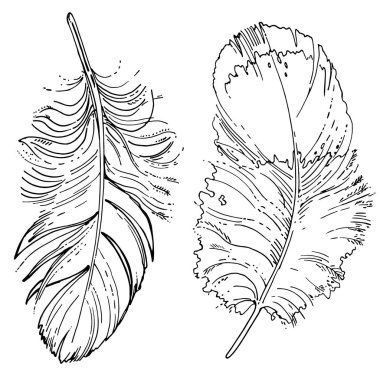 Süs tüyleri kümesi.