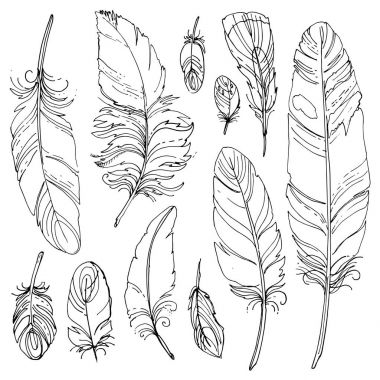 Süs tüyleri kümesi.