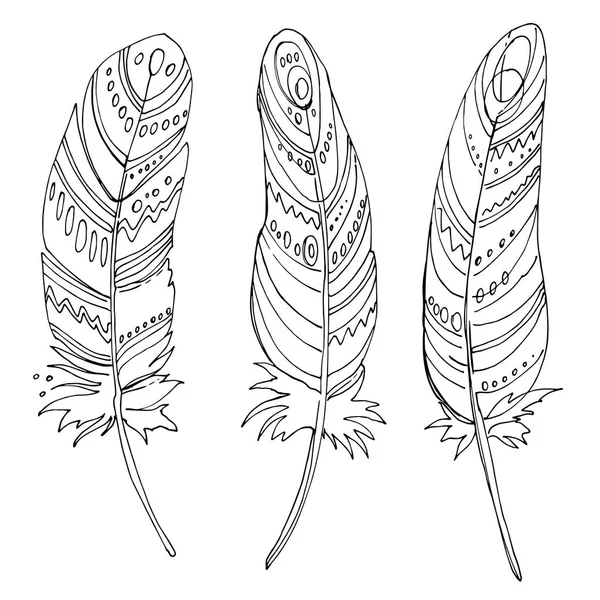 Conjunto de plumas ornamentales . — Vector de stock