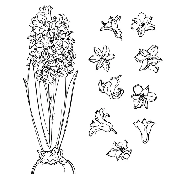 Gyönyörű, kézzel rajzolt virágok — Stock Vector