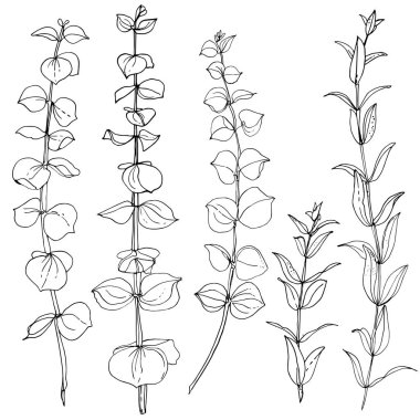 yaprakları ile çizilmiş dalları