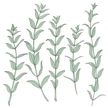 yaprakları ile çizilmiş dalları