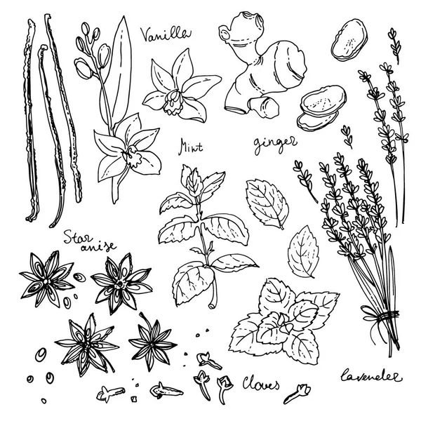 손으로 그린 향신료 세트 — 스톡 벡터