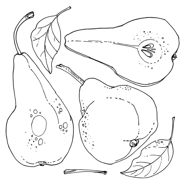 Hand-drawn pears set — Stock Vector