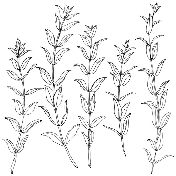 Branches dessinées à la main avec des feuilles — Image vectorielle
